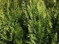 Thuja SZMARAGD formowana