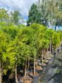 Thuja SZMARAGD formowana