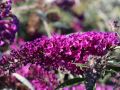 Budleja Dawida Nanho Purple