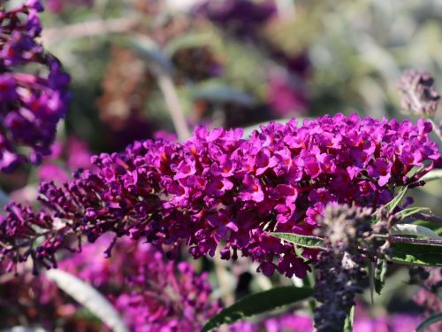 Budleja Dawida NANHO PURPLE