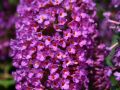 Budleja Dawida Nanho Purple
