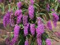Budleja Dawida Nanho Purple