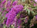 Budleja Dawida Nanho Purple