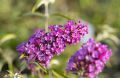 Budleja Dawida Nanho Purple