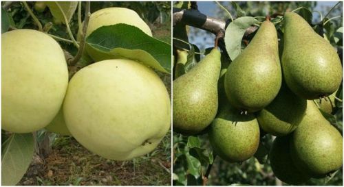 Jabłoń Papierówka i grusza Konferencja drzewko DUO