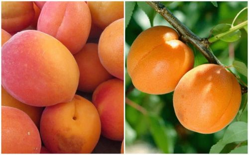 Morela Zaleszczycka i Early Orange na JEDNYM drzewie DUO