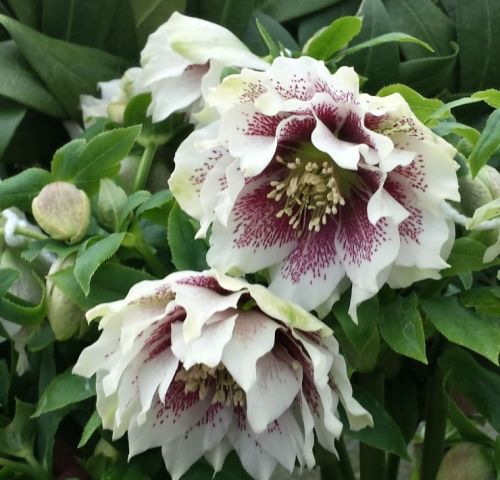 Ciemiernik Wschodni DOUBLE CROWN WHITE SPOTTED