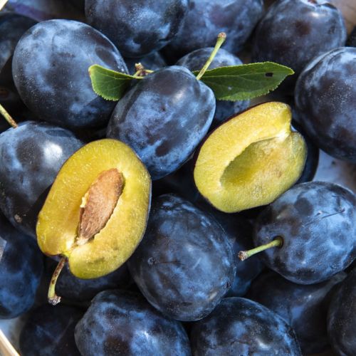 Śliwa WĘGIERKA ZWYKŁA w doniczce