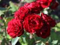 Róża rabatowa Bordowa
