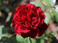 Róża rabatowa Bordowa