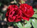 Róża rabatowa Bordowa