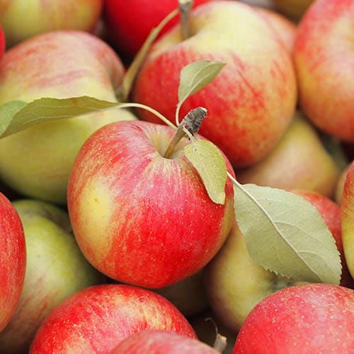 Jabłoń SZAMPION - CHAMPION