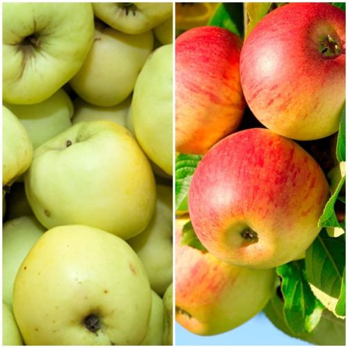 Jabłoń DUO - PAPIERÓWKA i JONAGOLD w doniczce