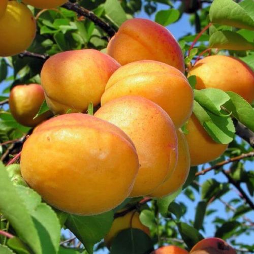 Morela WCZESNA Z MORDEN