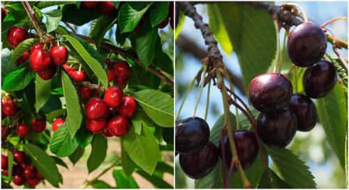 Wiśnia i Czereśnia na JEDNYM drzewie DUO