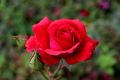 Róża wielkokwiatowa RED BERLIN