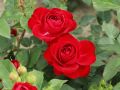 Róża wielkokwiatowa RED BERLIN