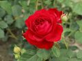 Róża wielkokwiatowa RED BERLIN