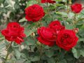 Róża wielkokwiatowa RED BERLIN