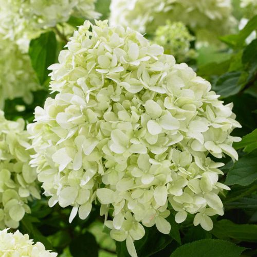 Hortensja Little Spooky