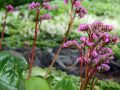Bergenia ROTBLUM