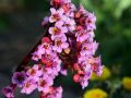 Bergenia ROTBLUM