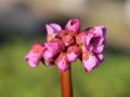 Bergenia ROTBLUM