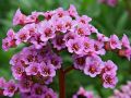 Bergenia ROTBLUM