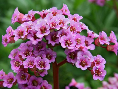 Bergenia ROTBLUM