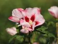 Hibiskus 'Hamabo'
