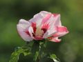 Hibiskus 'Hamabo'