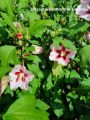 Hibiskus 'Hamabo'