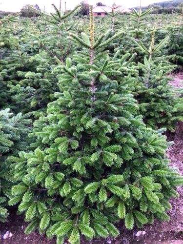 Jodła KAUKASKA 170-180cm choinka świąteczna