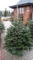 Jodła KAUKASKA 170-180cm choinka świąteczna