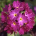 Pierwiosnek PROM DEEP ROSE