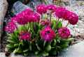 Pierwiosnek PROM DEEP ROSE