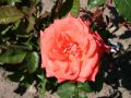 Róża wielkokwiatowa KORALOWA