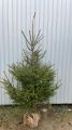 Świerk Zielony cięty choinka Świąteczna 180cm