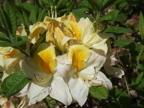 Azalia wielkokwiatowa TOUCAN