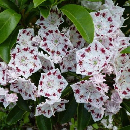 Kalmia szerokolistna RADIATA
