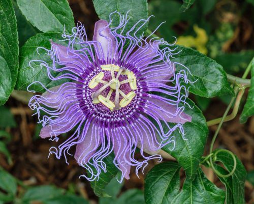 Męczennica cielista PURPLE PASSION