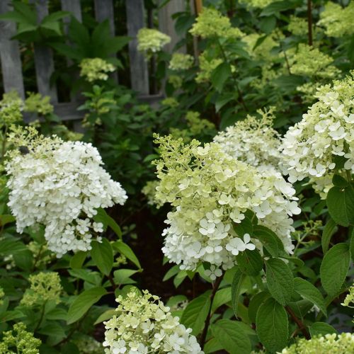 Hortensja Bukietowa BOBO