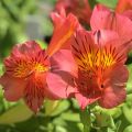 Alstroemeria MARS