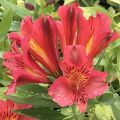 Alstroemeria MARS