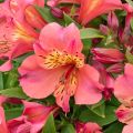 Alstroemeria MARS