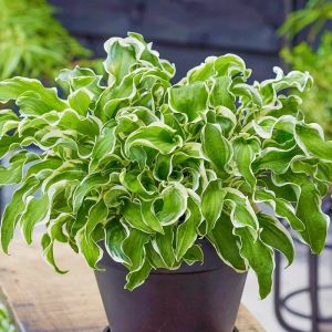 Funkia - Hosta LET`S TWIST AGAIN