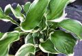 Funkia - Hosta LET`S TWIST AGAIN