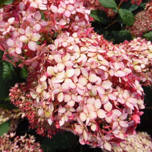 Hortensja krzewiasta jasnoróżowa