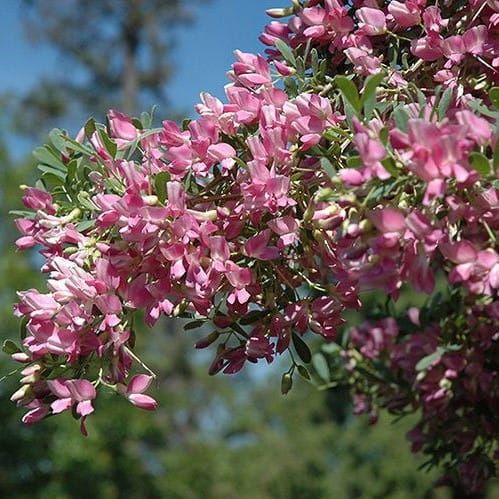 Słonisz srebrzysty - szczepiony na pniu