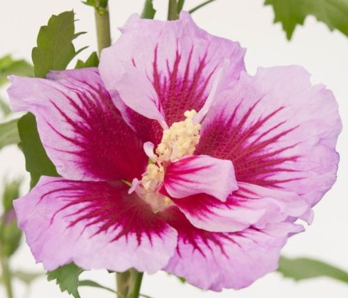 Hibiskus FLOWER TOWER PURPLE / GANDIANI SANTIAGO - ketmia 